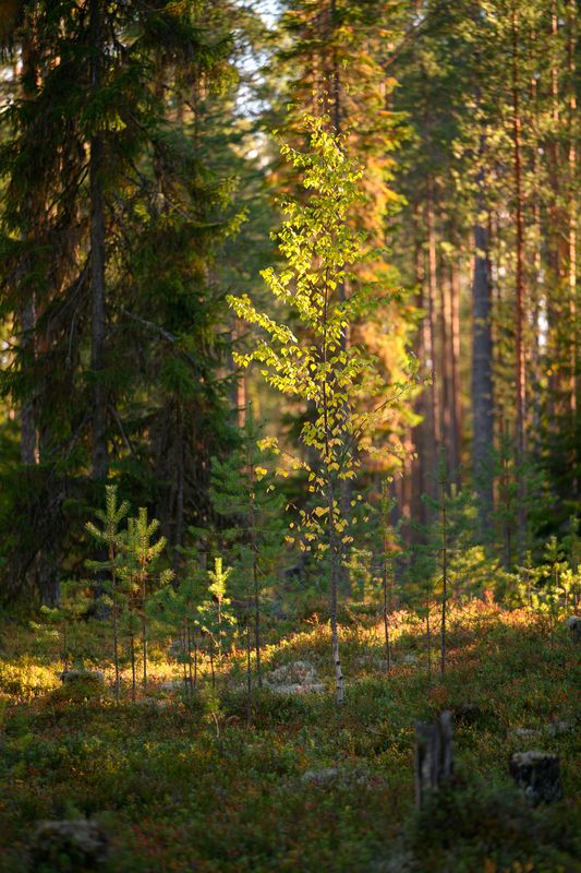 forest, tree, light, foliage, sunlight, evening, morning, light, moss, autumn ***photo preview