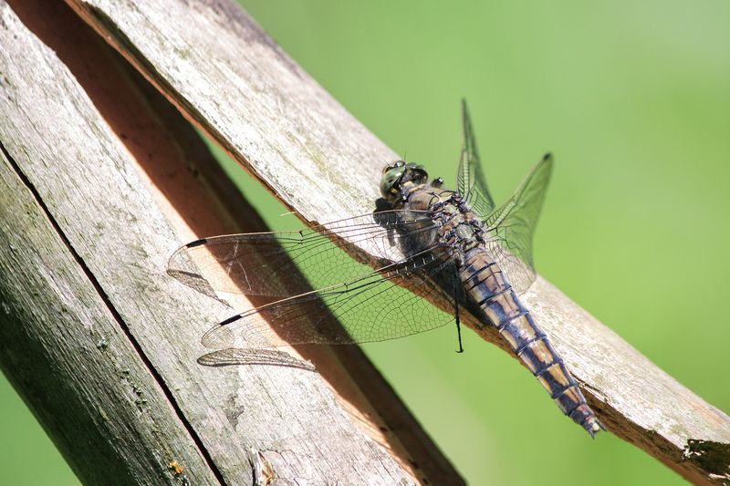 стрекоза, стрекоза решётчатая, стрекоза голубая, прямобрюх решётчатый, большая голубая стрекоза, ортетрум обыкновенный, orthetrum cancellatum Стрекоза решётчатаяphoto preview