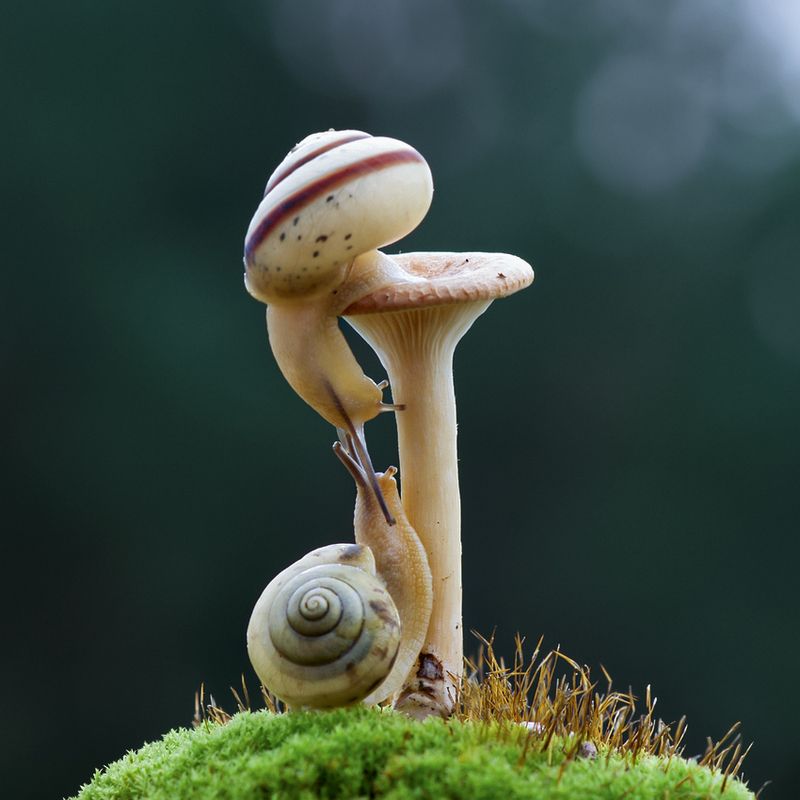 Я тебя забодаюphoto preview