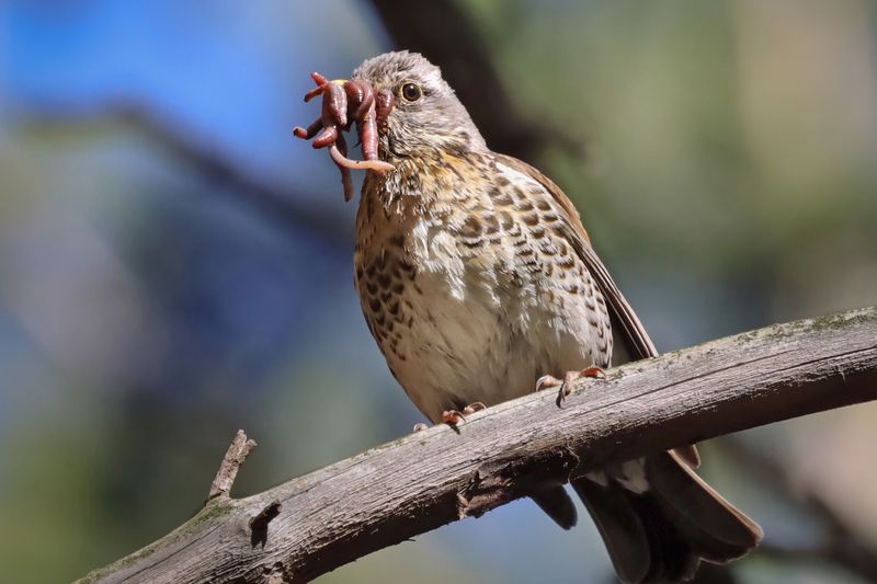 Дрозд, рябинник, птицы Рябинник с добычейphoto preview