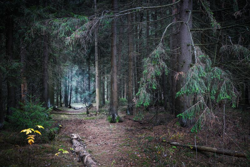 лес, деревья, листва В лесуphoto preview