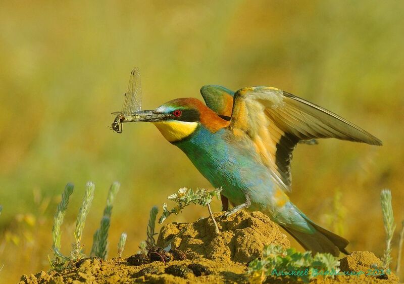 Щурки фото превью