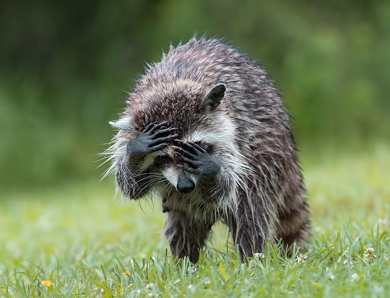 енот обыкновенный, енот-полоскун, raccoon, енот, дикие животные, животные, animals Енот-полоскун -Raccoonphoto preview