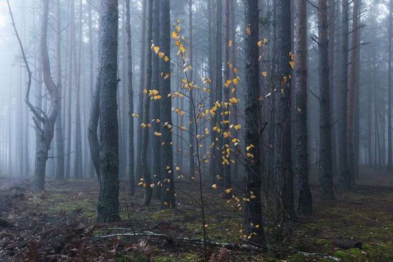 В ноябрьском лесуphoto preview