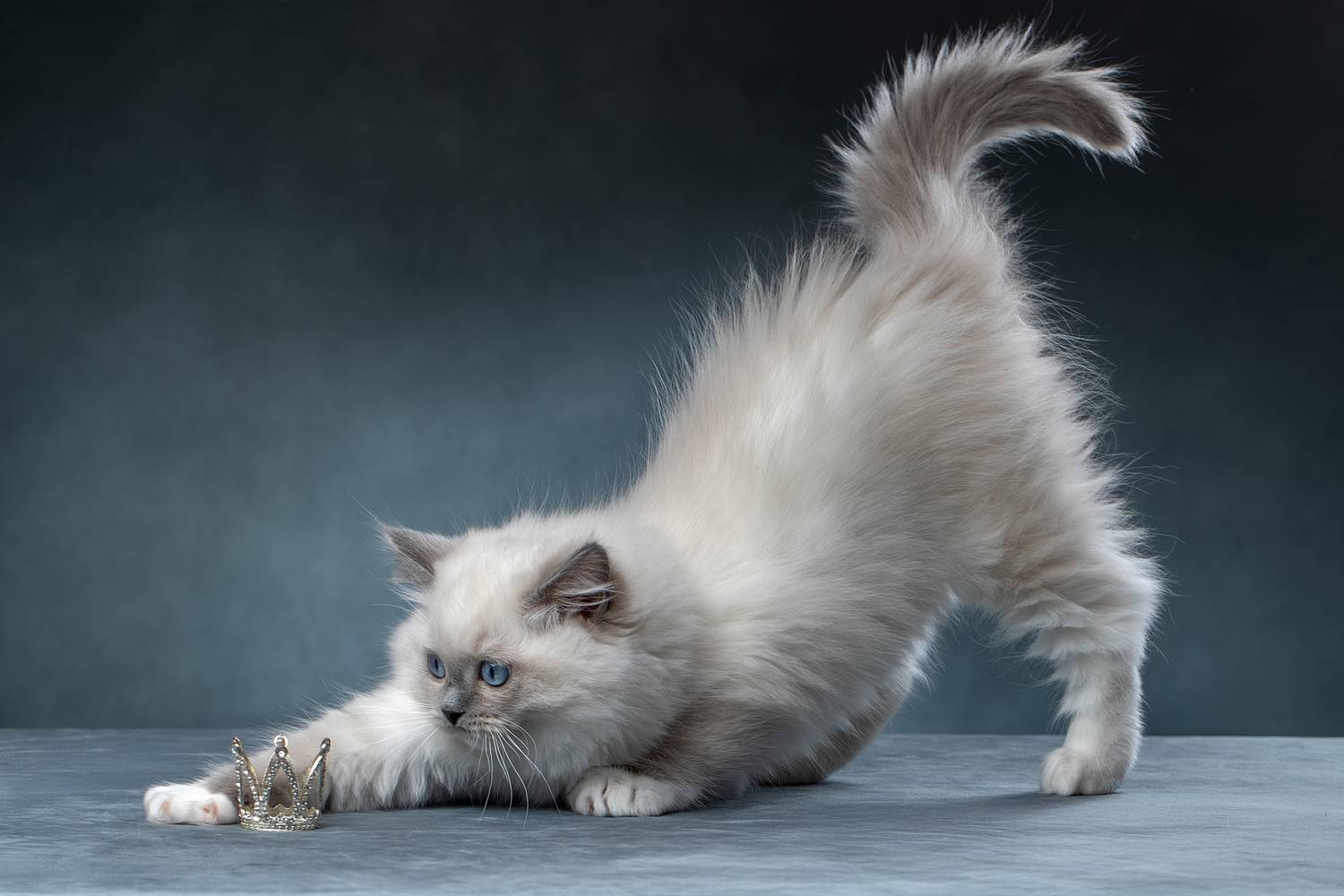 Автор: Светлана Писарева , Светлана Писарева