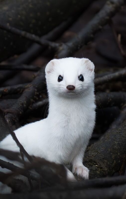 ласка Ты кто?photo preview