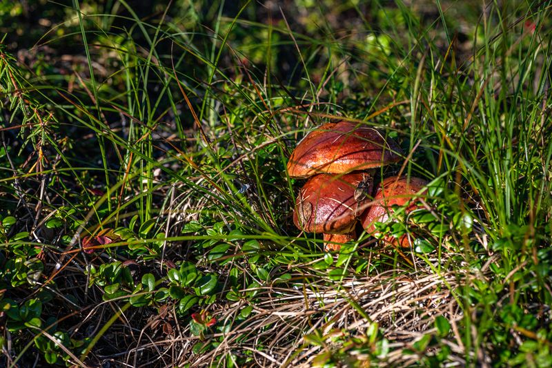 Грибы, лес, природа Маслятаphoto preview