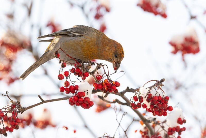 щур, рябина, птицы Щур фото превью