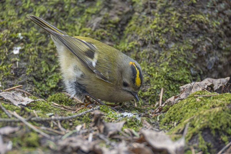 желтоголовый королек, королек, птицы Желтоголовый королекphoto preview