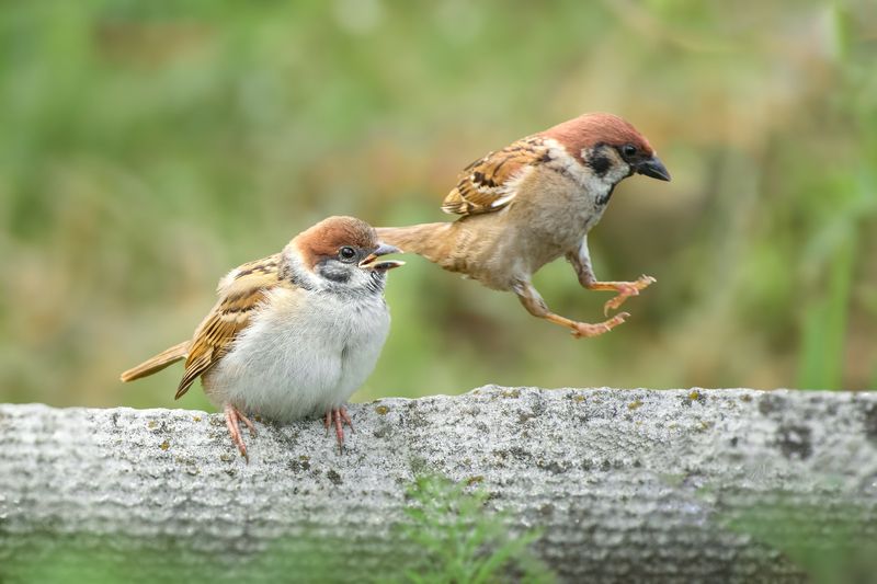 полевой воробей, tree sparrow, passer montanus, птица, дикая природа, sparrow, птицы россии, birdwatching, nature, wildlife photography, close-up bird Папаша-воробей убегает от вечно голодного ребенкаphoto preview
