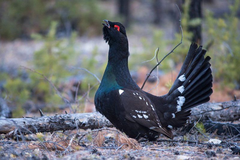 Во всей красеphoto preview