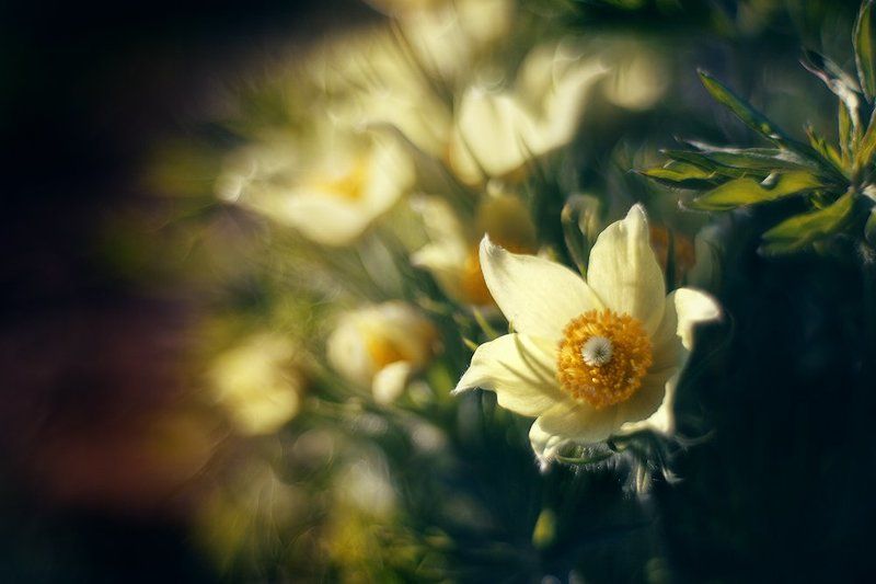 primoplan, 58mm *photo preview