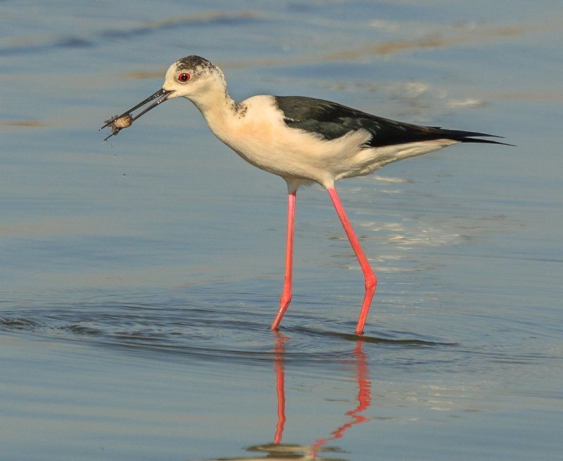 Ходулочникphoto preview