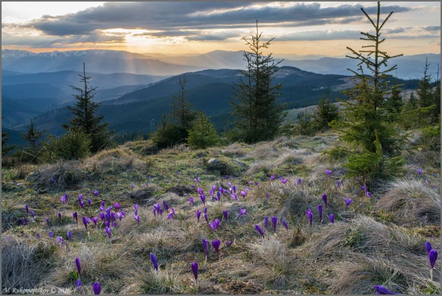 Горы, Закат, Карпаты, Крокус, Кукул, Украина, Рукомойников Валентин