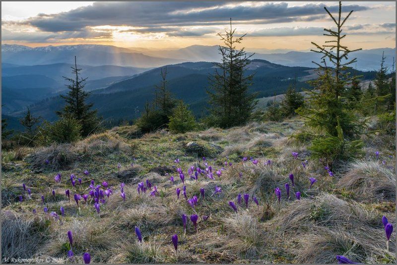 Горы, Закат, Карпаты, Крокус, Кукул, Украина Солнечный разливphoto preview