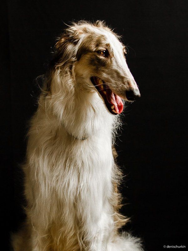 ПОРТРЕТ РУССКОЙ БОРЗОЙphoto preview