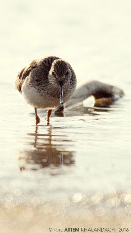 Xenus cinereus Зачем кулику кривой клюв?photo preview