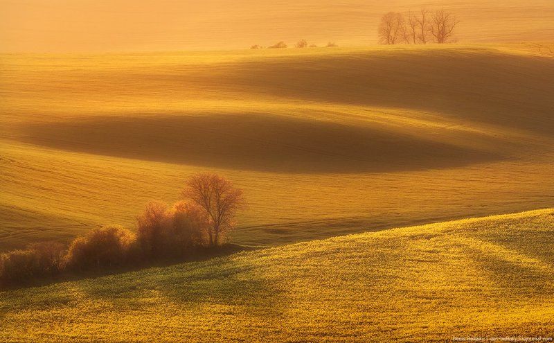 Пейзаж, Чехия, Моравия, Южная, поле, закат, свет, рапс, цветы, холм Закат на полях Южной Моравии (Чехия)photo preview