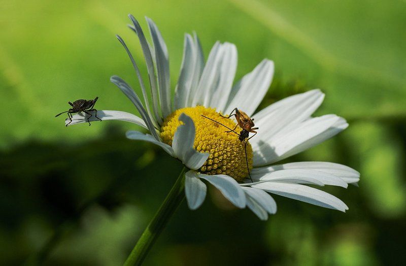 макро,ромашка,цветок,комар,пчела,жук,утро,пыльца,лето,весна, Утро одного цветкаphoto preview