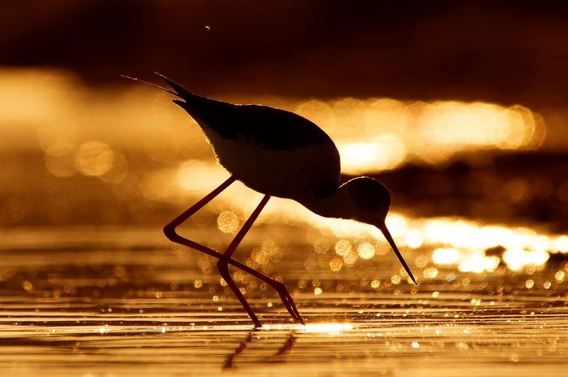 stilt, bhristov, borislav, pentax, pavilion Sunset stiltphoto preview