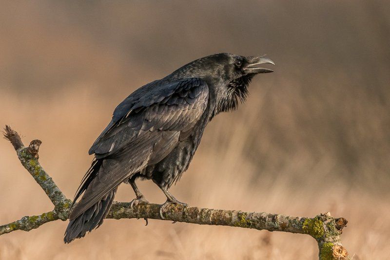aves, birds, common raven, corvus corax, ptaki, kruk, birder\'s corner Common Raven фото превью