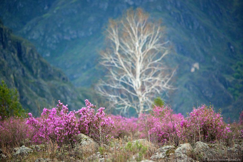 flowers, landscape, nature, spring, алтай, апрель, багульник, весна, горный алтай, горный пейзаж, май, пейзаж, природа, рододендрон, рододендрон_ледебура, цветы Май вдоль Катуниphoto preview