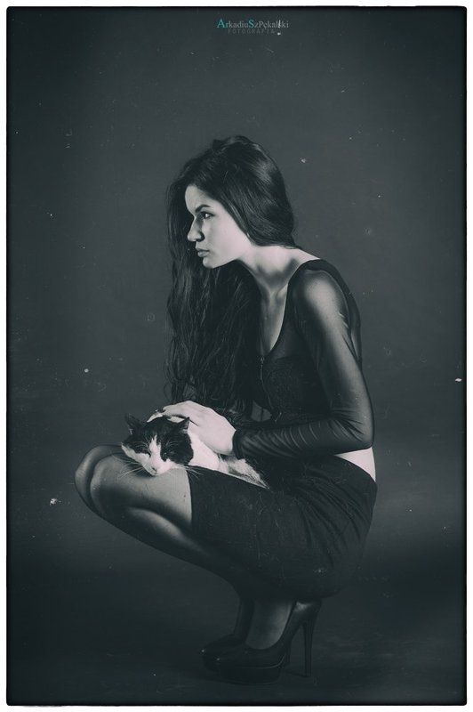 cat, d4, nikon, ars Cats photo preview