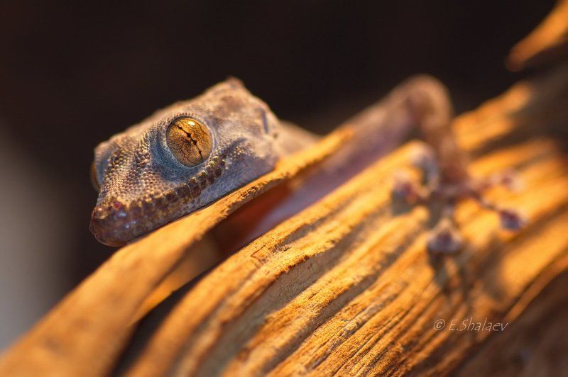 Geckos, Lizards, Ptyodactylus guttatus, Reptilia, Геккон, Геккон вееропалый пятнистый, Рептилия, Ящерица Геккон вееропалый пятнистый - Ptyodactylus guttatusphoto preview