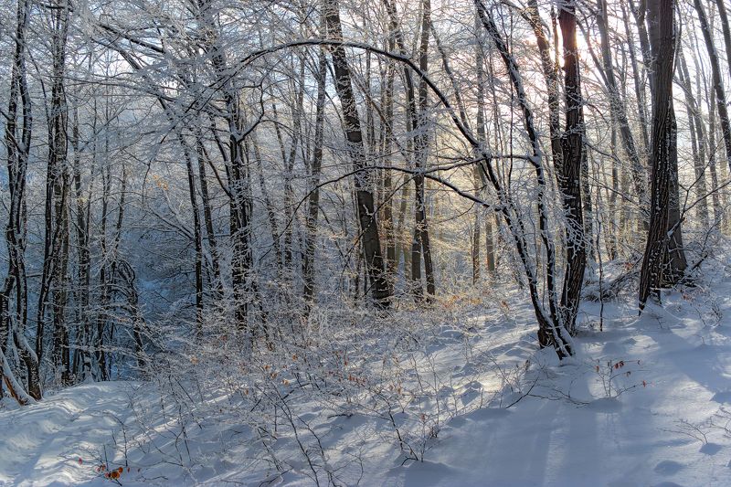 The Colors of Winterphoto preview