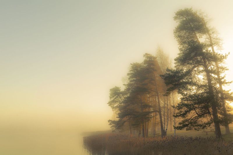 Lake, Mist, Natural light, Pines Morning lightphoto preview