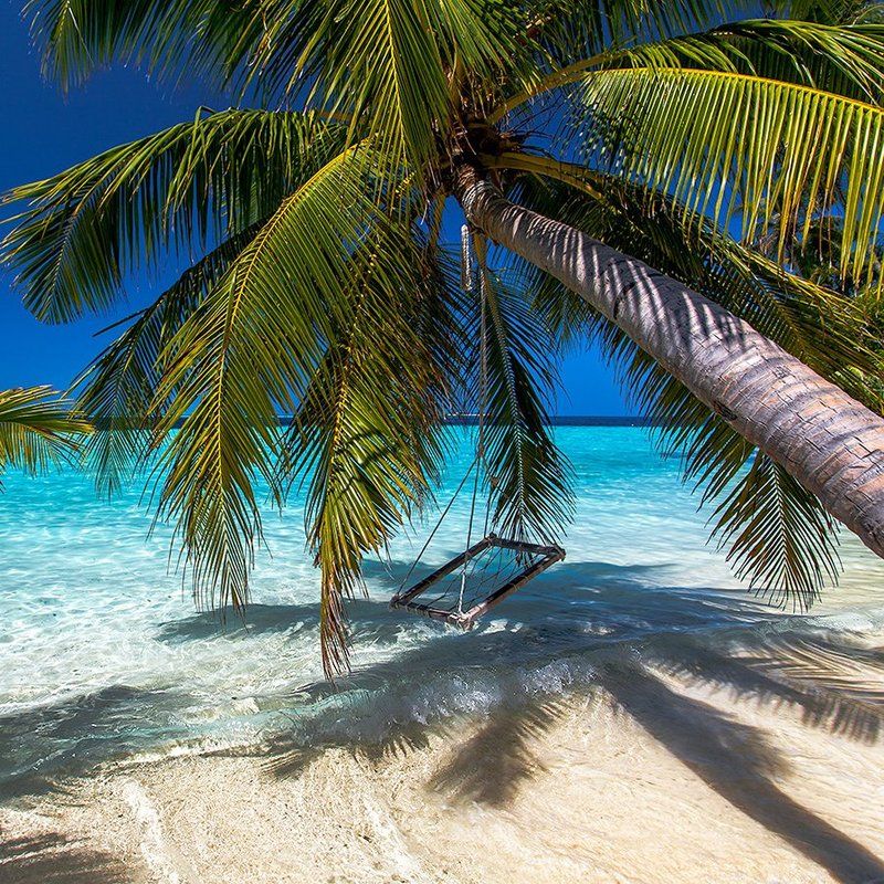 Индийский океан, Мальдивы, Отдых, Пальма, Пальмы, Тропики, Шри-ланка, Экзотика Баунтиphoto preview