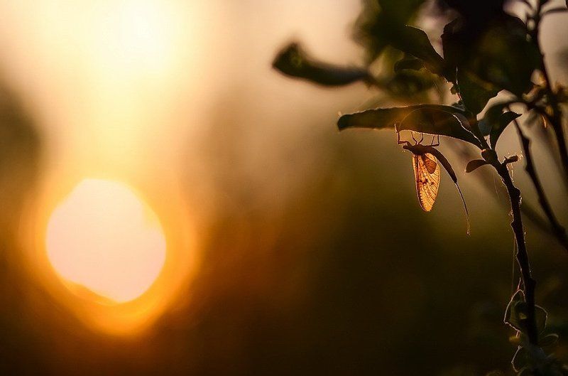 Утроphoto preview