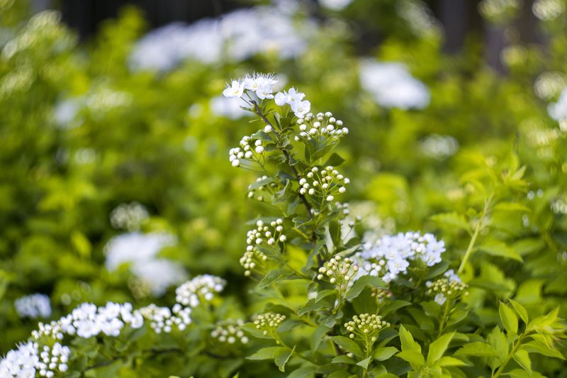 природа photo preview