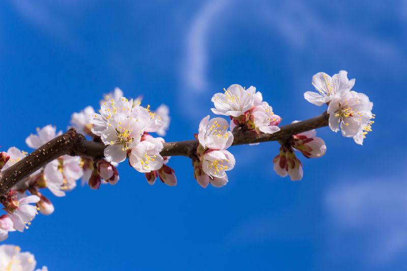 москва Краски весныphoto preview