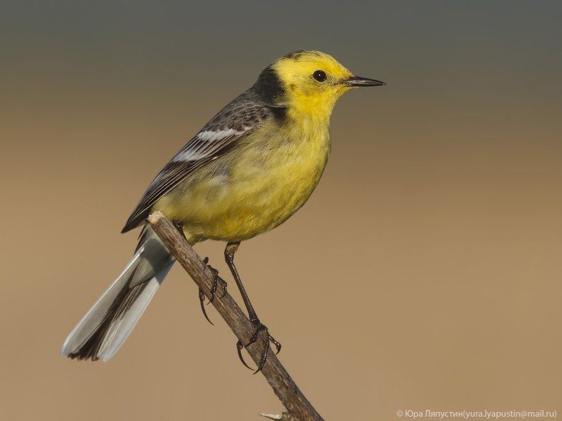 Трясогузка Citrine Wagtail.photo preview