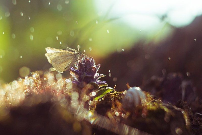 Макро, Мотылек *** фото превью