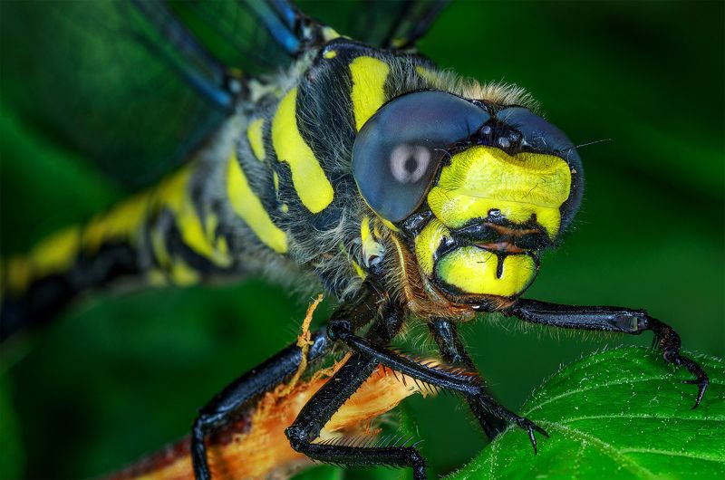 портретphoto preview