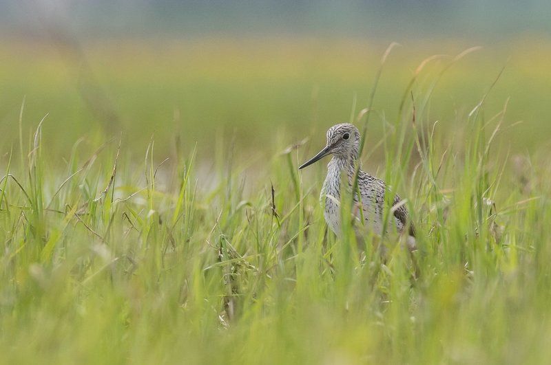 aves, birds, common greenshank, ptaki, tringa nebularia, kwokacz Common Greenshank фото превью