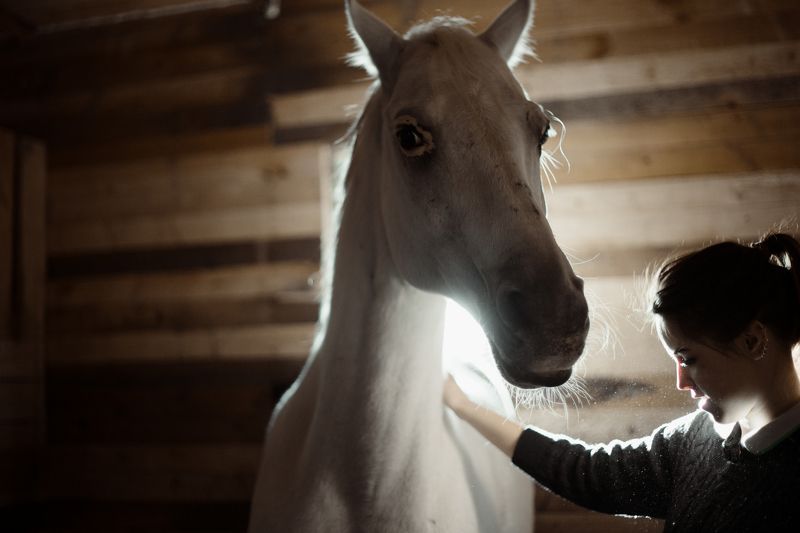 horses, stables for horses, steed, hoss, конь, лошадь, конюшня,  horses фото превью