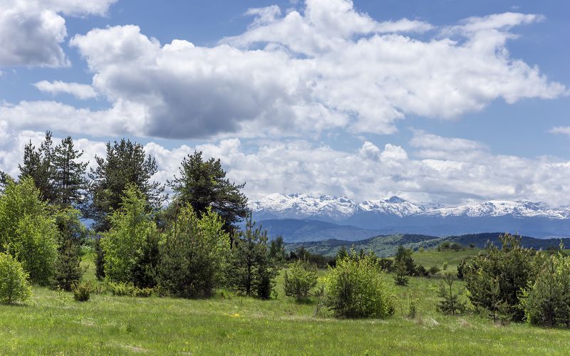 Pastoralphoto preview