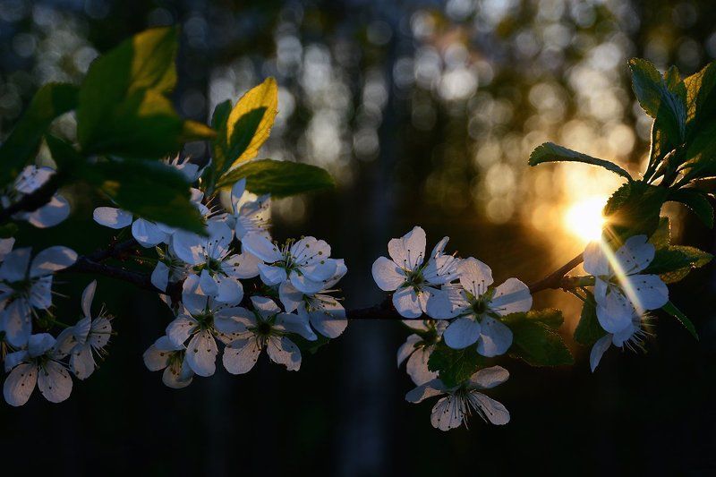 Цветущий терновник и его обитателиphoto preview
