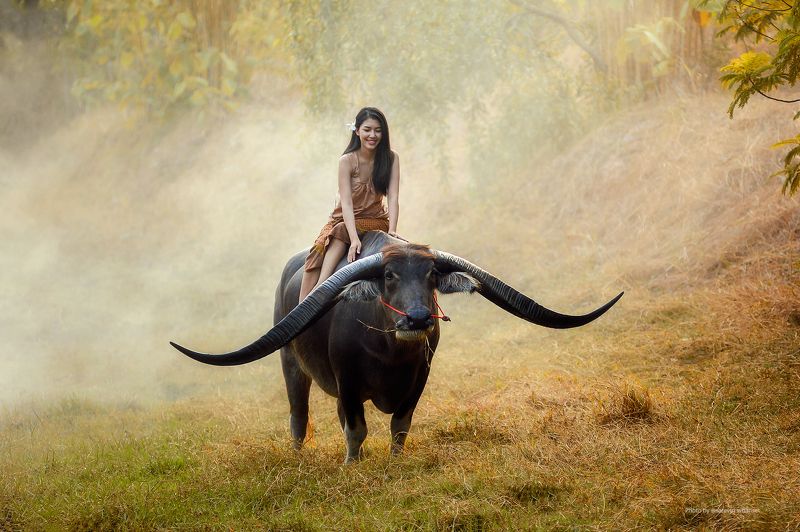 action, asia, asian, beautiful, buffalo, china Handsome buffalo and Beuatiful Girlphoto preview