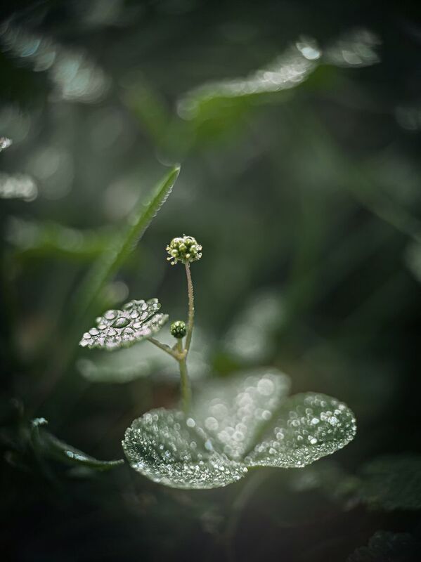 #макро #капли #боке Балеринаphoto preview