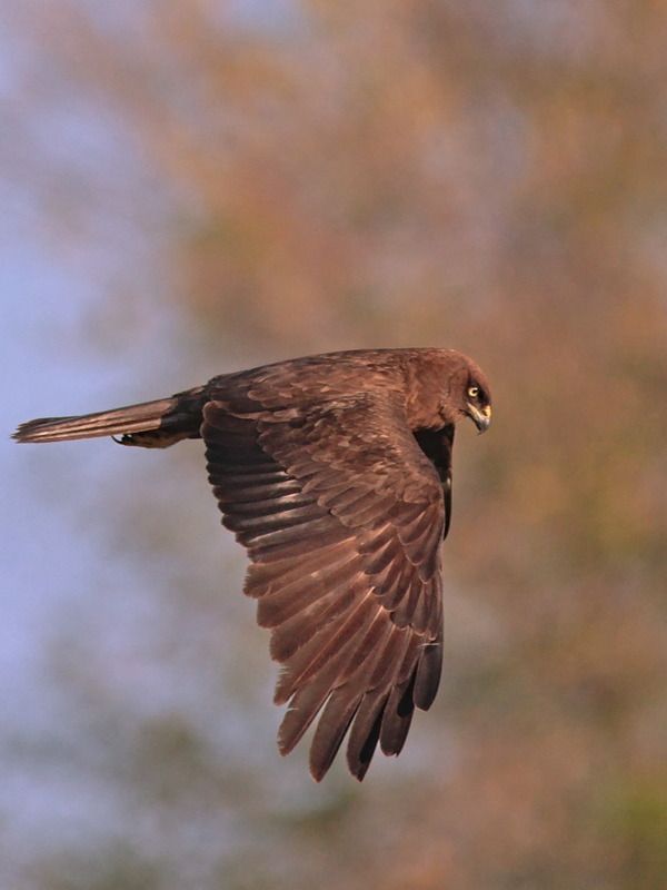 камышовый лунь, circus aeruginosus, Камышовый лунь темной морфыphoto preview