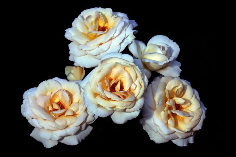 розы 15 июля в Коломенскомphoto preview