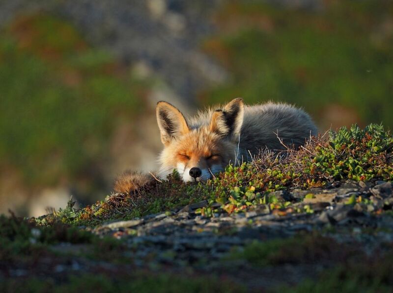 Утренний сон фото превью
