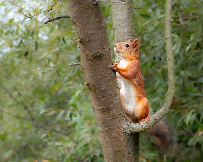 белочка photo preview