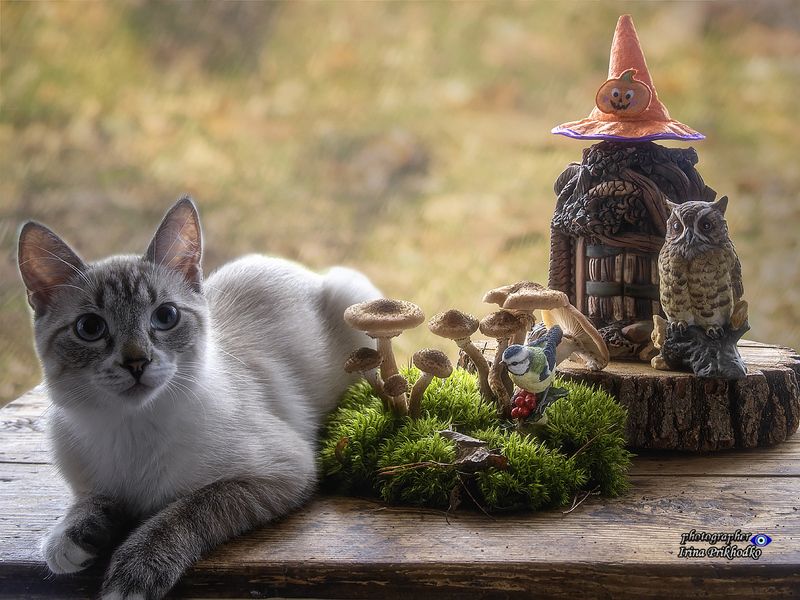 кошки, животные, питомцы, котята, Охос Азулес, опята, натюрморт, осень -Это мы за грибами ходили!photo preview