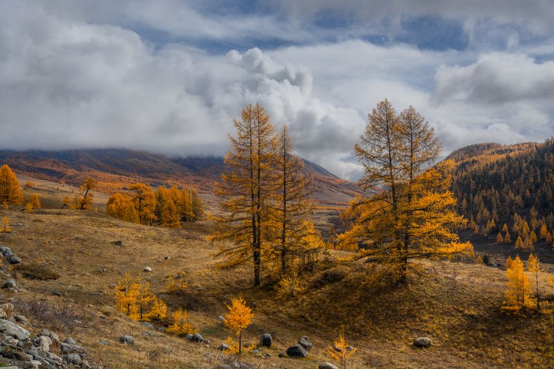 россия, горный алтай,осень, лиственницы Золотая осеньphoto preview
