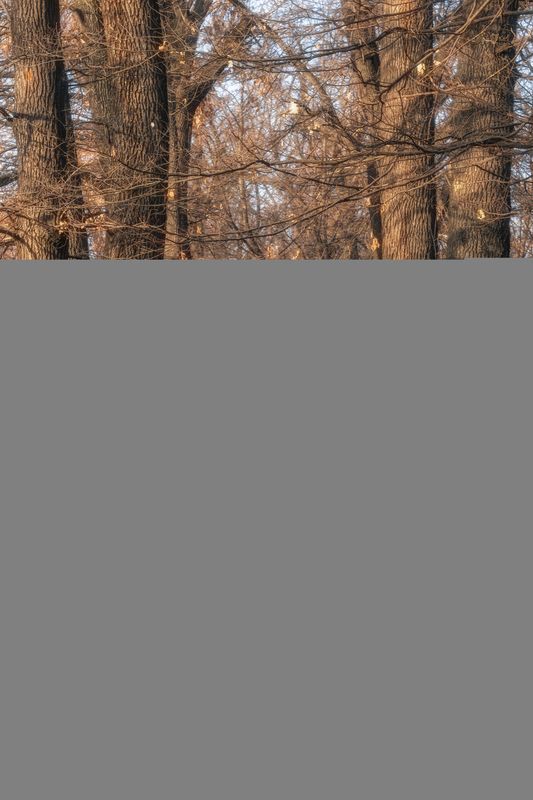 роща, осень, люди, пейзаж, природа Прогулка... фото превью